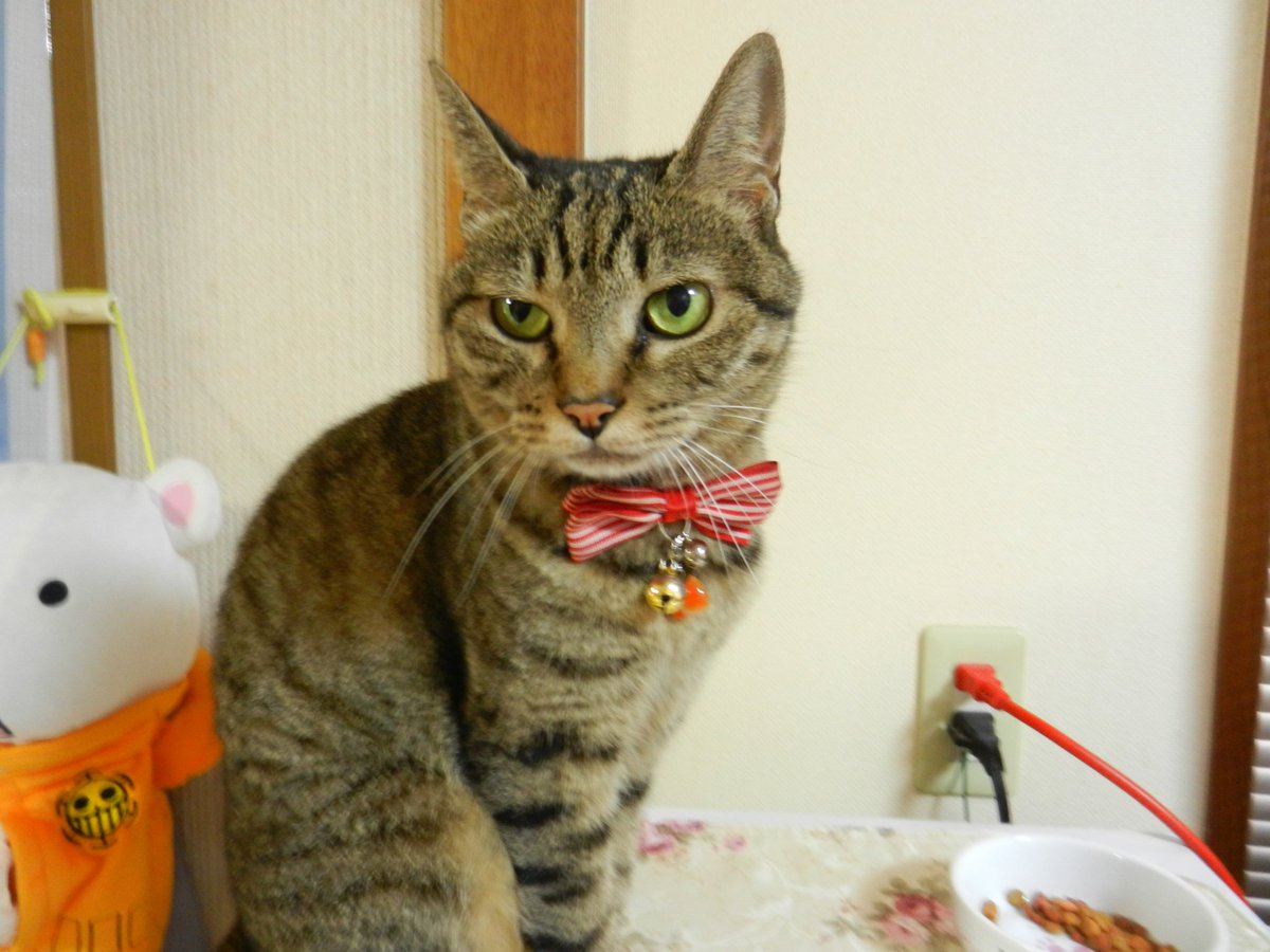 hrhmhisa's tweet photo. ここちゃん、ととくん、ぽぽくん、ののちゃん

みんな個性的です

特にぽぽくんは鳴き声が、「ぴゃっ！」とか「ふぁー！」

しかも俺がギターを弾くと
「ふぉーーーー」「ふわーーーー」
と歌います。ホントです。

 #フラパズ https://t.co/anFwsGDq4I