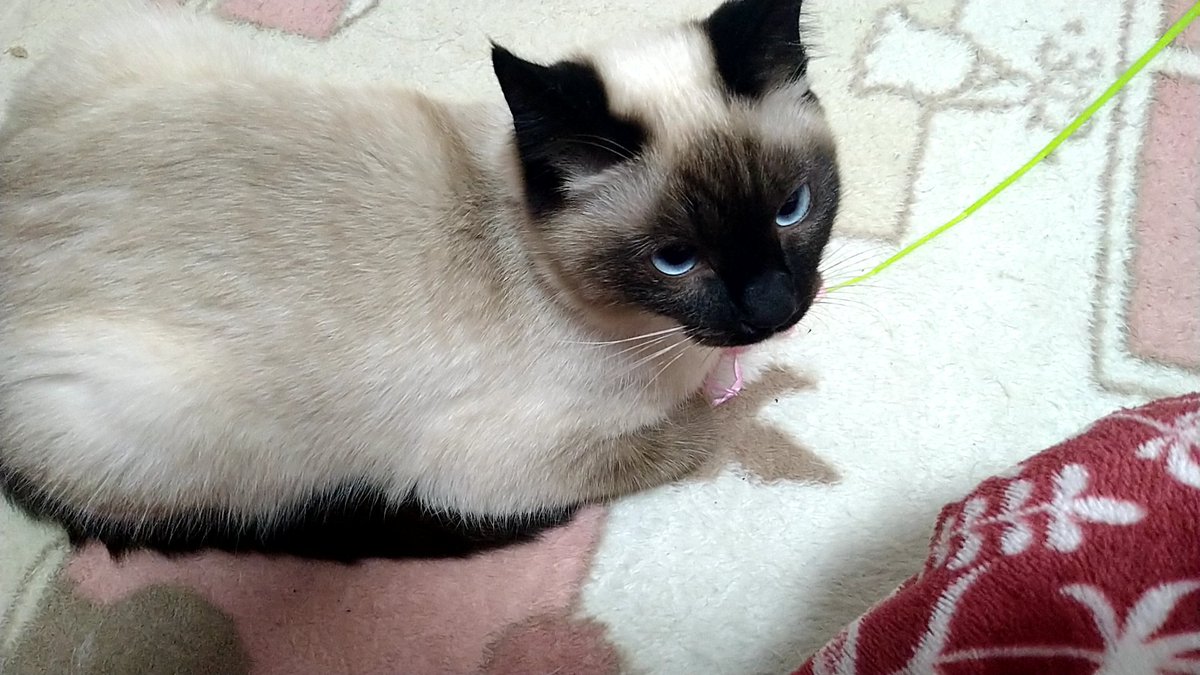 hrhmhisa's tweet photo. ここちゃん、ととくん、ぽぽくん、ののちゃん

みんな個性的です

特にぽぽくんは鳴き声が、「ぴゃっ！」とか「ふぁー！」

しかも俺がギターを弾くと
「ふぉーーーー」「ふわーーーー」
と歌います。ホントです。

 #フラパズ https://t.co/anFwsGDq4I