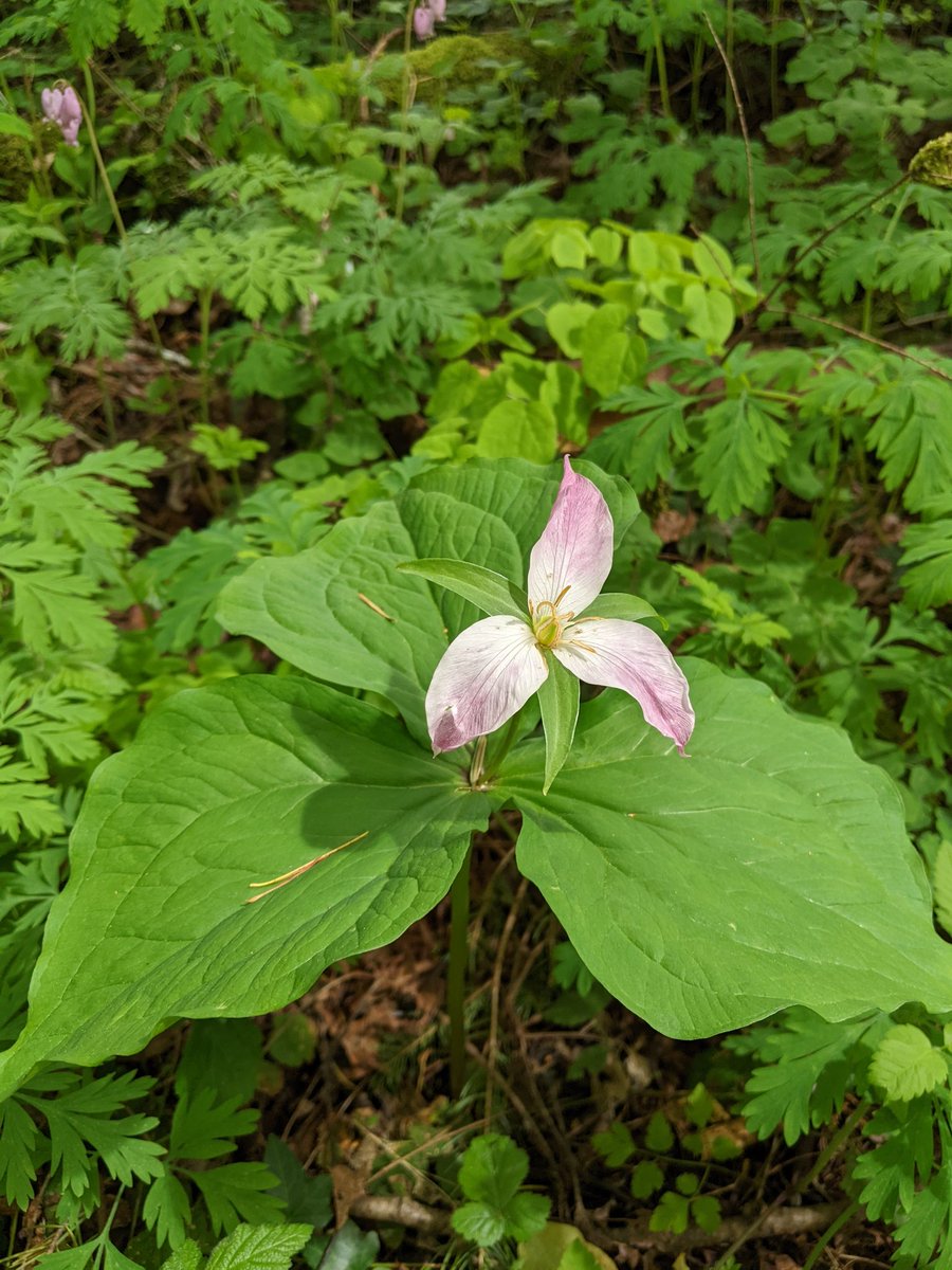 TMSHyLo's tweet photo. TMS Move for Life: 
✅ Time in nature
✅ Physical activity
✅ Botany lesson
✅ Ecology lesson
✅ Communication and teamwork
🤔 Teaching the whole child! @TumwaterSDNews @TMSFirewolves @TMSBigMac https://t.co/aQ2Rc4ooxf