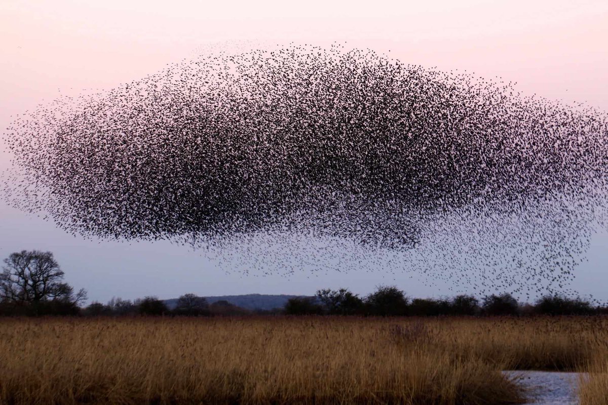 A swarm of locusts, really, but used here as Mosquitoes

Image Reference: https://greenisthenewblack.com/locust-plague/