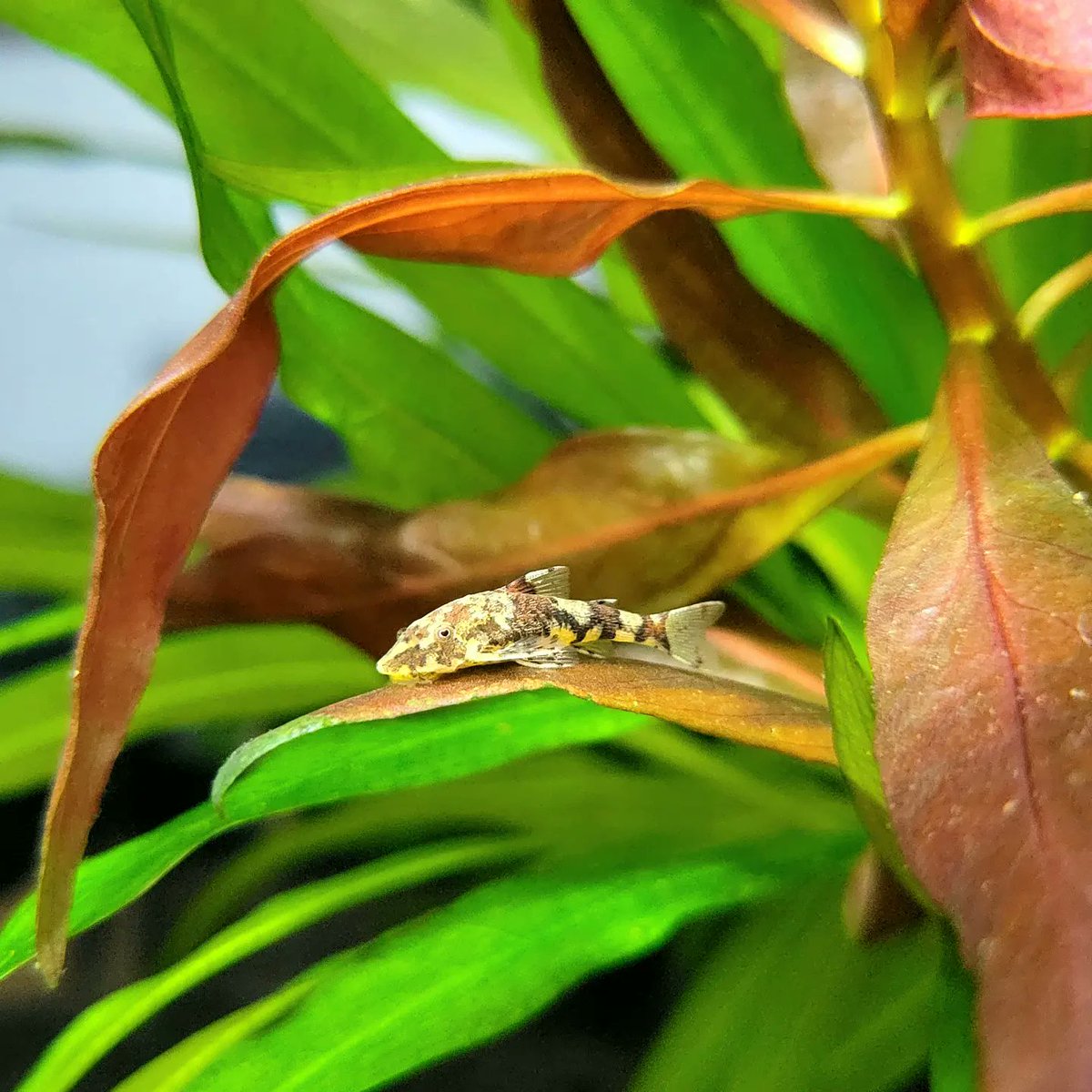 WhiteCocama's tweet photo. Parotocinclus sp from Peru 

皆様、良い週末をお過ごし下さい😉

#アクアリウム
#オトシンクルス
#ピグミータイガーオトシン https://t.co/KM98nFVat9