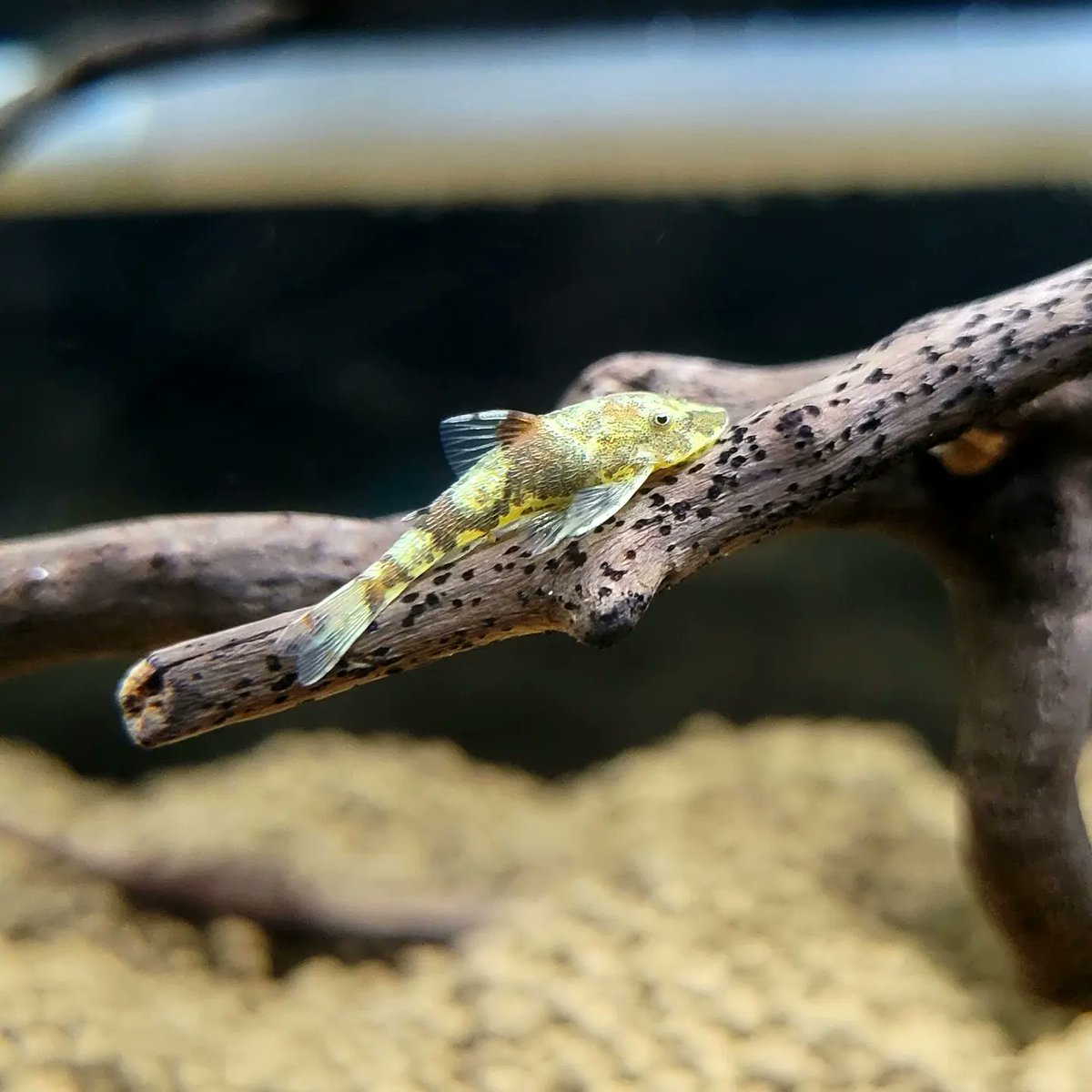 WhiteCocama's tweet photo. Parotocinclus sp from Peru 

皆様、良い週末をお過ごし下さい😉

#アクアリウム
#オトシンクルス
#ピグミータイガーオトシン https://t.co/KM98nFVat9