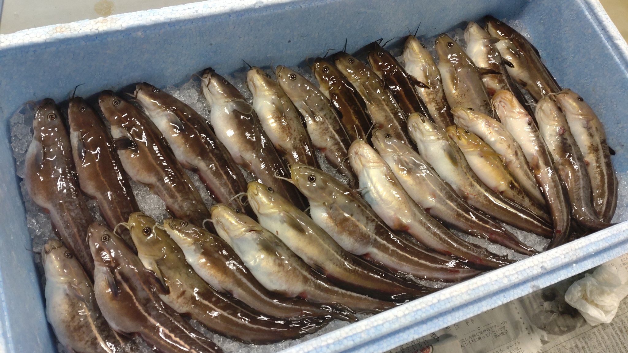 Ama ゴンズイ芸人 未利用魚ゴンズイでイクラ 野食界隈でもゴンズイの卵は珍しいんじゃないかな 3枚目は塩漬直後 4枚目は馴染んで透明になったものです T Co Slgzjsetiv Twitter