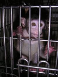 StopCamarles's tweet photo. Necesitamos ser más conscientes de la realidad detrás de la experimentación animal, un problema moral y científico realmente profundo y con consecuencias devastadoras para todxs.
A pesar de su crueldad e inutilidad, acapara gran parte de los limitados recursos de la investigación https://t.co/MaXg9VcQYR