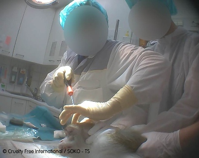 StopCamarles's tweet photo. Necesitamos ser más conscientes de la realidad detrás de la experimentación animal, un problema moral y científico realmente profundo y con consecuencias devastadoras para todxs.
A pesar de su crueldad e inutilidad, acapara gran parte de los limitados recursos de la investigación https://t.co/MaXg9VcQYR