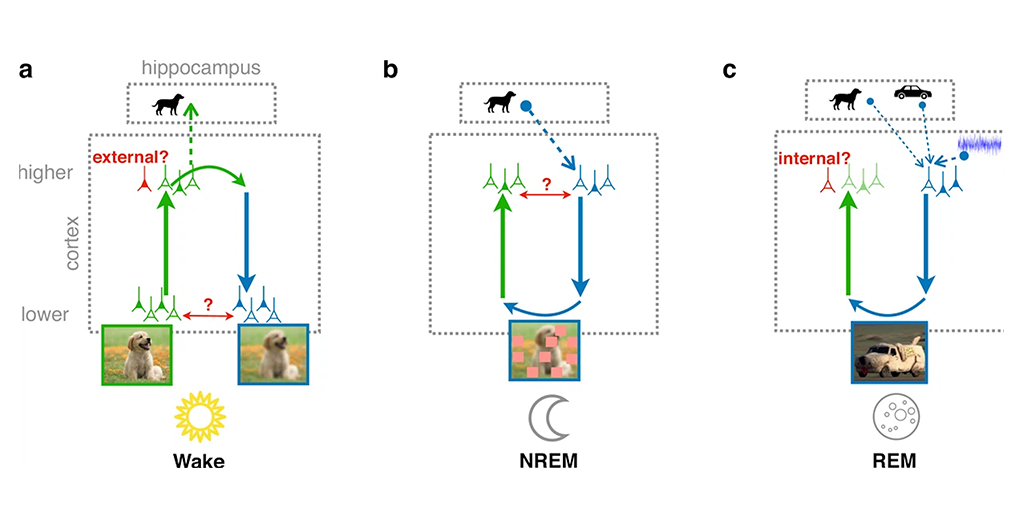 HumanBrainProj's tweet photo. A new study suggests that #dreams - especially those that simultaneously appear realistic, but, upon a closer look, bizarre - help our #brain learn and extract generic concepts from previous experiences.

Read more ➡️ https://t.co/KbGNW3cnfq https://t.co/fxmZ10cZlL
