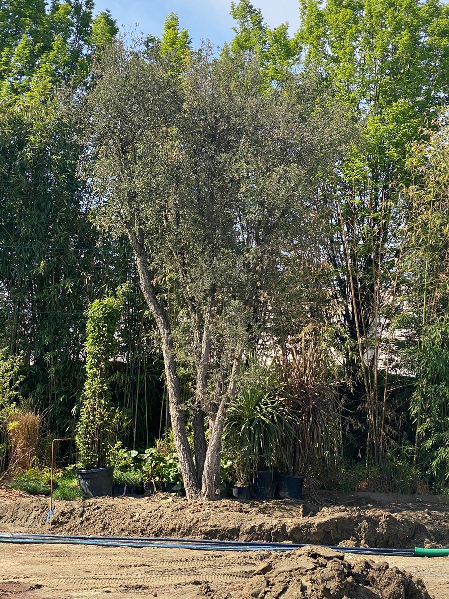 LeonardoVezzos1's tweet photo. Hey @mad_sequence
Thank u for the mad idea
We just started to rebuild the backyard. In the extra land that we have behind the house i started to plant trees and plants for every month in profit. i want to create a #Madforest under the Alps in Italy https://t.co/qojhqLW441