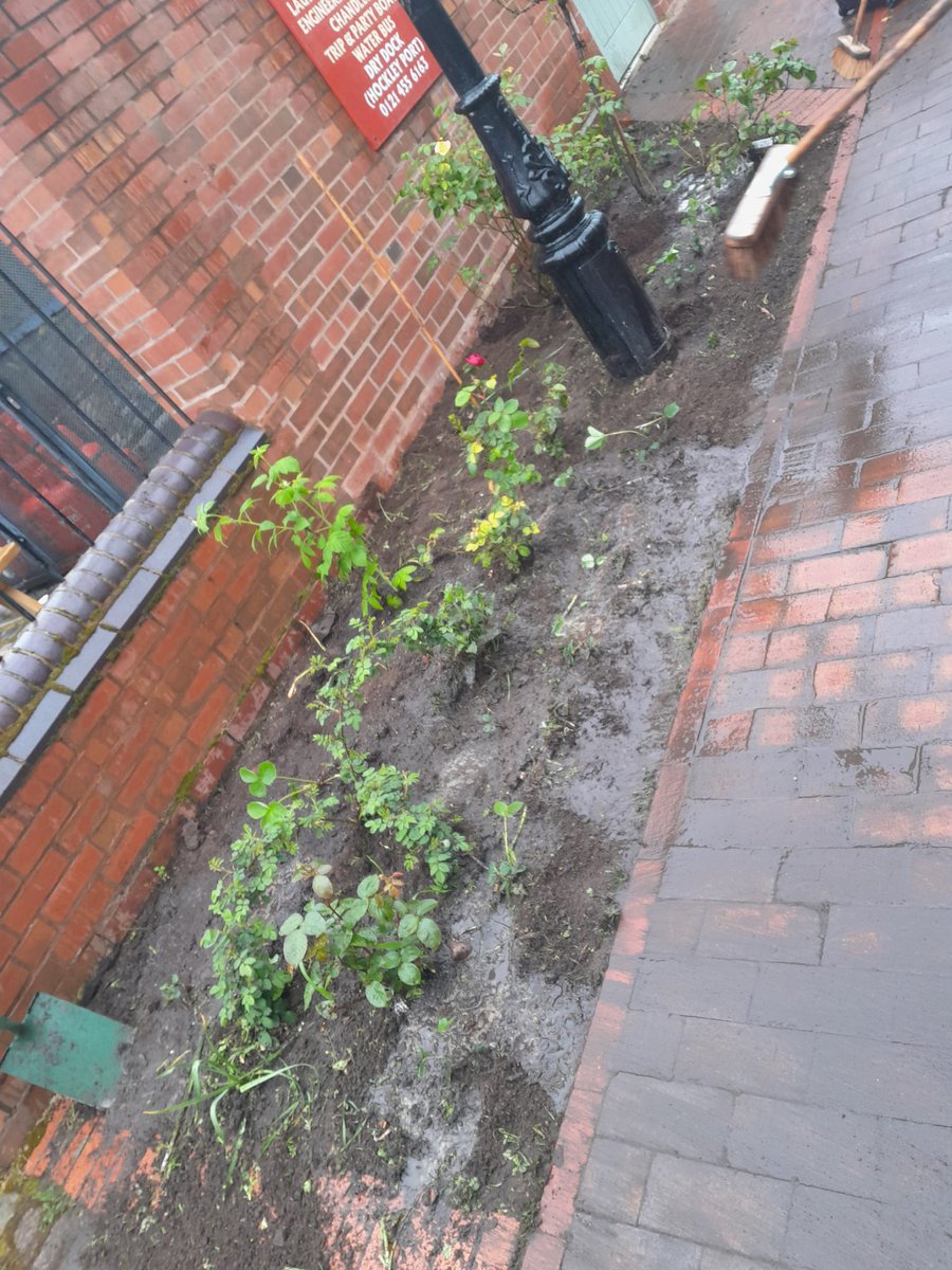 New strawberries and golden raspberries planted by #WildInBrum. Please dont steal these ones people in Brum!

#canalrivertrust #dontsteal #flowers #plants #gardening