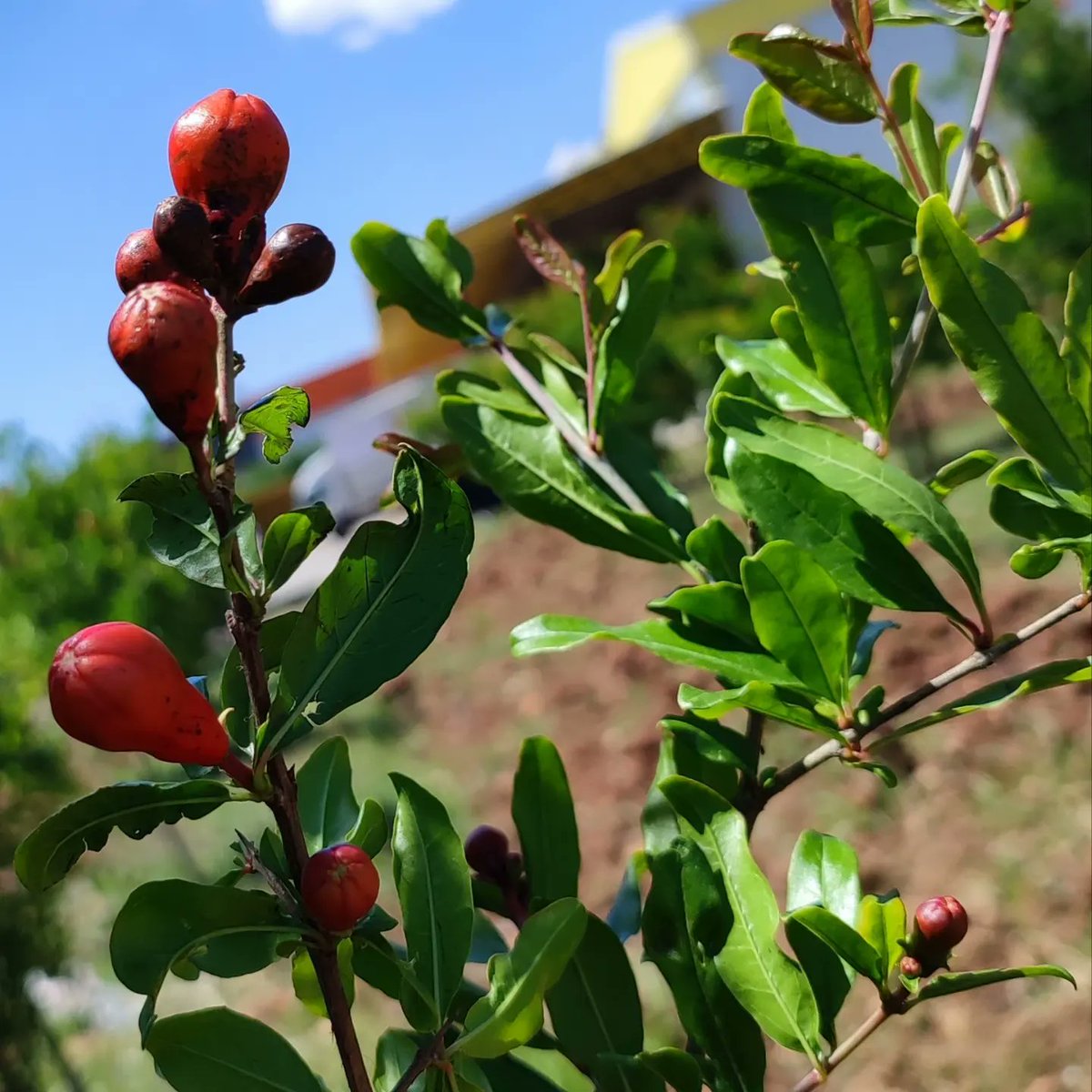 sinerjifresh's tweet photo. 🌺 COMİNG SOON 🫐
WE OFFER SYNERGY IN YOUR LIFE
#Fresh #fruit #pomegranate #natural #nar #vitamins #Turkey #Sweden #french #Holland #Germany #Austria #ENGLAND #Dubai https://t.co/R0RmdlWjCe