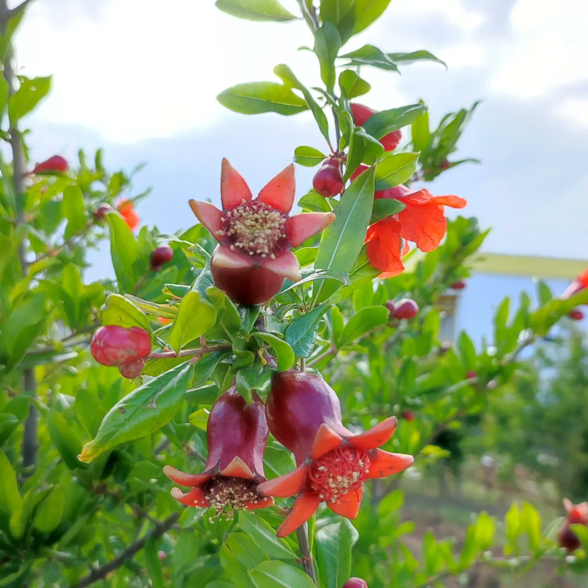 sinerjifresh's tweet photo. 🌺 COMİNG SOON 🫐
WE OFFER SYNERGY IN YOUR LIFE
#Fresh #fruit #pomegranate #natural #nar #vitamins #Turkey #Sweden #french #Holland #Germany #Austria #ENGLAND #Dubai https://t.co/R0RmdlWjCe
