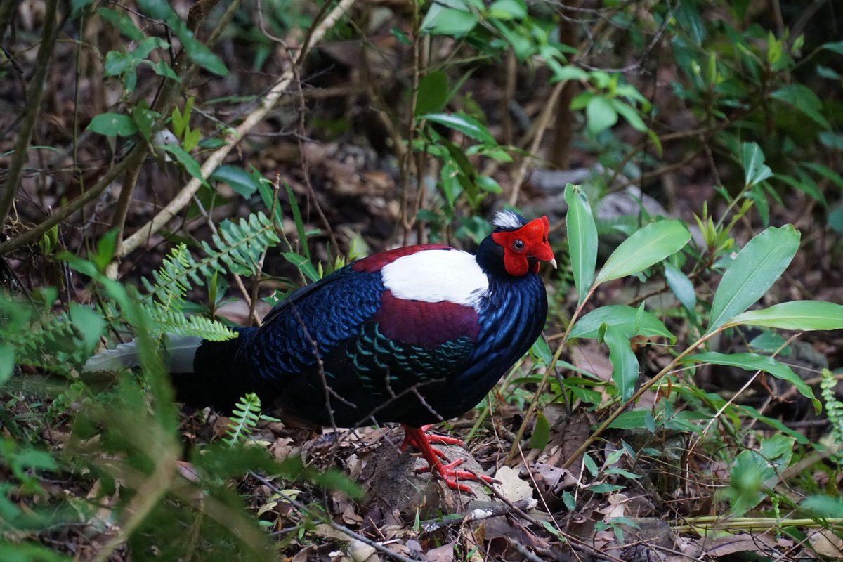 mtn_urbanite's tweet photo. I saw this majestic Swinhoe's pheasant (male) while hiking the #Basianshan (#八仙山) Main Peak Trail a while ago.
We were all excited to see wildlife at close range, but also sad to think how it grew so comfortable around us. Please don't feed them. https://t.co/JBDkOQpysD
