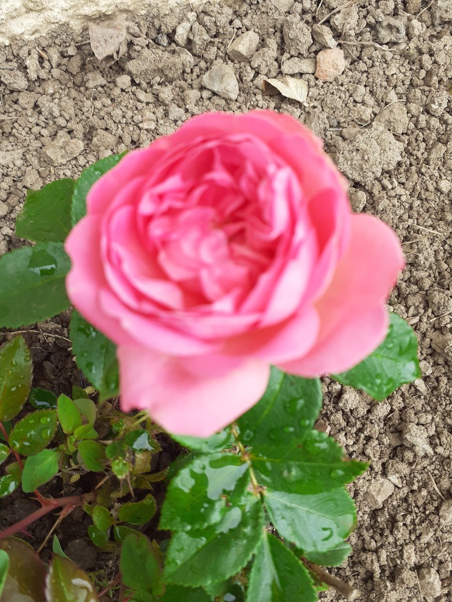 MartineCONORD's tweet photo. Première rose dans mes Combrailles @Allierdpt
#Environnement
#Operationrosiers @ClubBains @rotarymagfr @NicolasVal10 @martnmaud @rosesmeilland https://t.co/PAGWozd6pJ