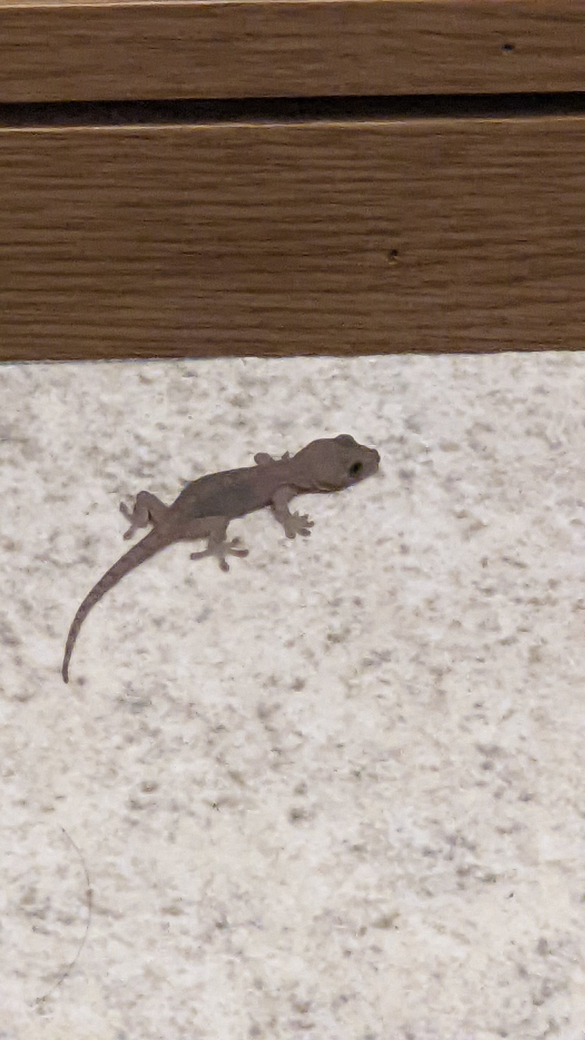 月原健康 逃げてく瞬間見逃したけどカメラはギリ撮ってた T Co Gawngljktu Twitter