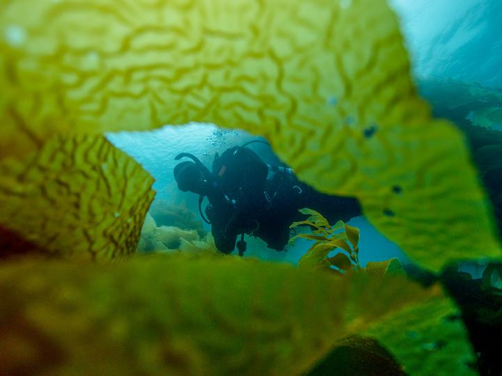 PADI's tweet photo. Start living your dream. Become a professional diver and earn money doing what you love → https://t.co/n30sqh3dA5 https://t.co/HJJh5wBNpM