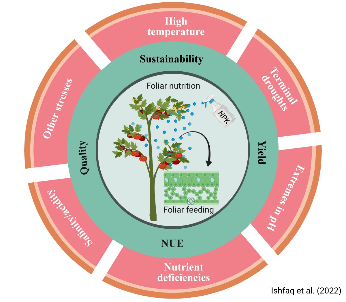 Finally, our most awaited article is available online. “Foliar nutrition: Potential and challenges under multifaceted #agriculture 
sciencedirect.com/science/articl…
To achieve #food and #nutritionSecurity under rising #environmentalStresses.
#soil #plant #abioticStresses #yield #quality