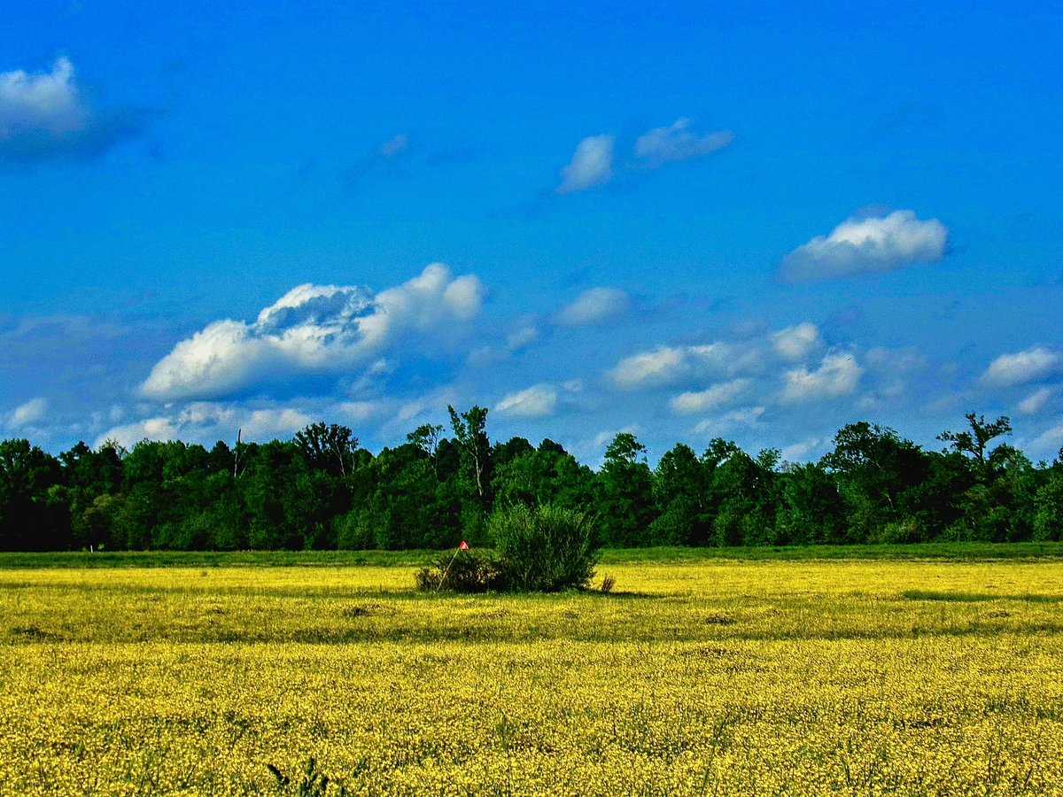 MissyElardi8016's tweet photo. #elardiphotography #rural #southernillinois #naturalbeauty #natural #amazingcolors #photography https://t.co/PRymlkMx2u