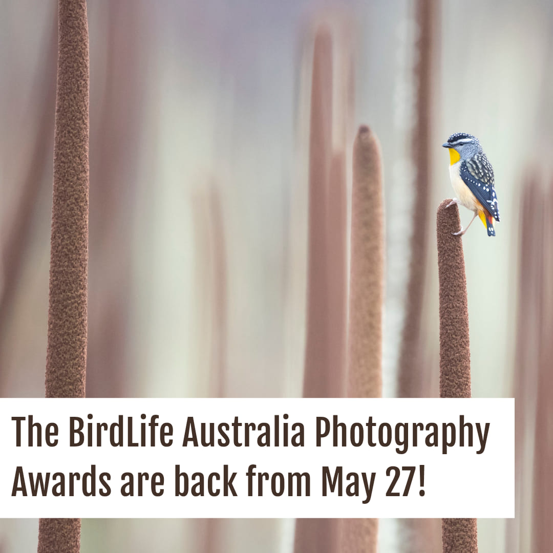 BirdlifeOz's tweet photo. Are you ready? The @BirdlifeOz Photography Awards are back in 2022! 

The awards open in just two weeks on May 27. Entries close on August 1, but if you enter before June 27 you’ll be eligible for an early bird discount. 

Visit: https://t.co/L9CWSbYwZy 

📷Pat Tomkins https://t.co/lpBOuaimeS