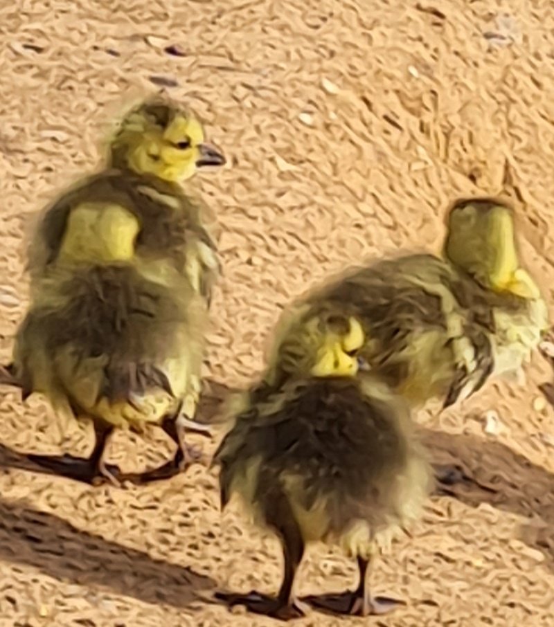 LKickers's tweet photo. Perfect end to the week, catching up with these gorgeous fluffballs before school, with an early morning #litterpick at #BardenLake in #Tonbridge @hcpvol
#LoveWhereYouLive
#SATsWeek β
3 more new birds ticked off our #100Birds list for the year & hoping for lots more tomorrow https://t.co/srcNil6pP2