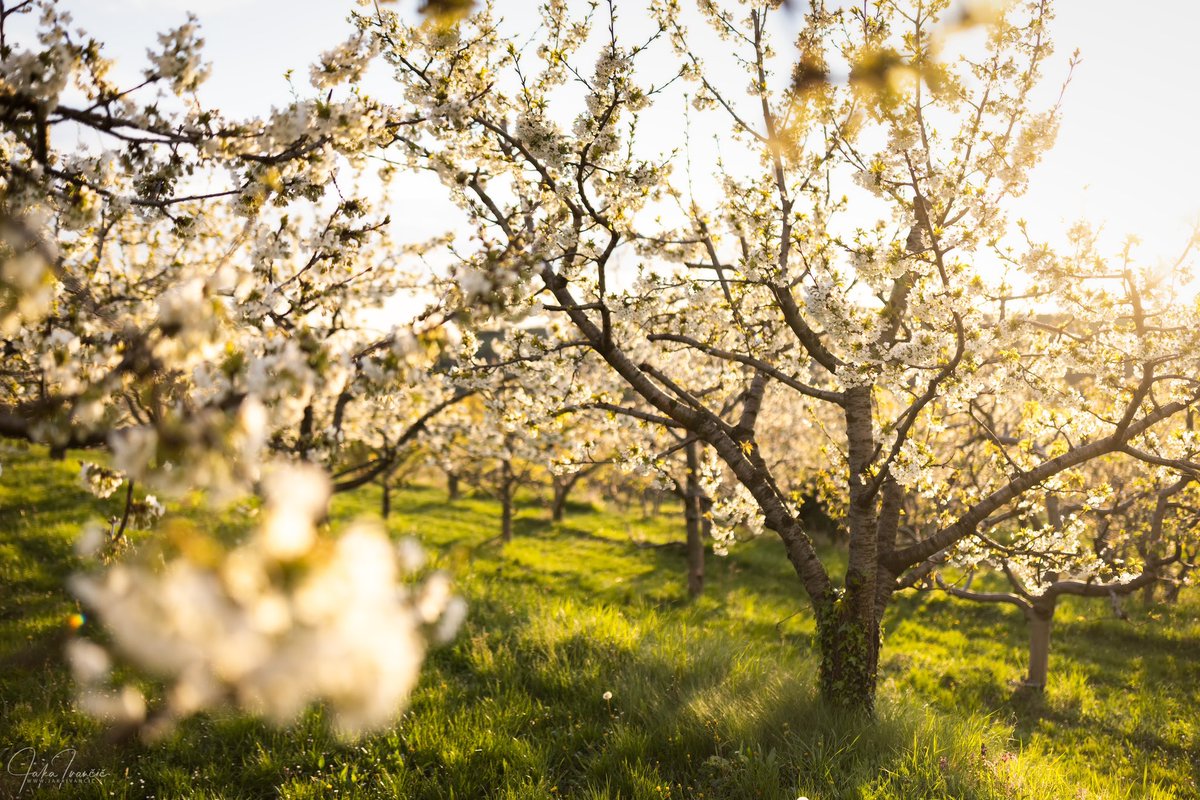 Cherry Blossoms at Goriška Brda. Posting this spring photos with a slight delay. ;-) #goriškabrda #gorica #novagorica #brda #cherryblossom  #spring #slovenia #slovenija #landscape #igslovenia #ifeelslovenia  ph @jaka_ivancic