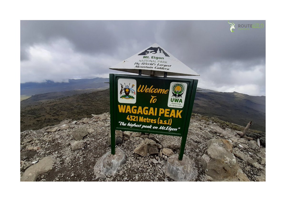 route_wild's tweet photo. A GLANCE OF MOUNT ELGON NP
Mount Elgon National Park is home to over 300 species of birds, including the endangered Lammergeyer.

ACTIVITIES 
Birding 
Nature walks 
Summit hikes

Discover the untamed
🔗https://t.co/hl8xTBlSSv https://t.co/RNKqVTyw5I
