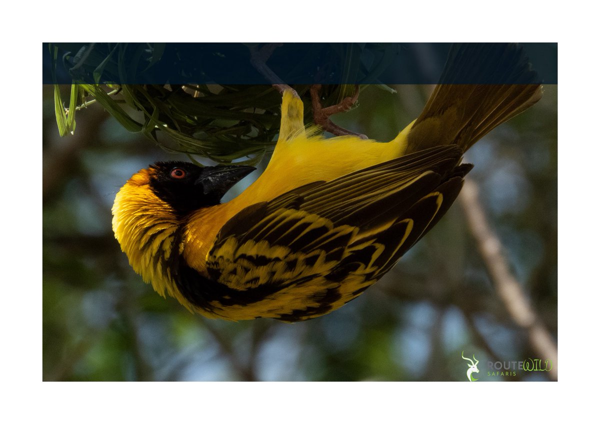 route_wild's tweet photo. A GLANCE OF MOUNT ELGON NP
Mount Elgon National Park is home to over 300 species of birds, including the endangered Lammergeyer.

ACTIVITIES 
Birding 
Nature walks 
Summit hikes

Discover the untamed
🔗https://t.co/hl8xTBlSSv https://t.co/RNKqVTyw5I