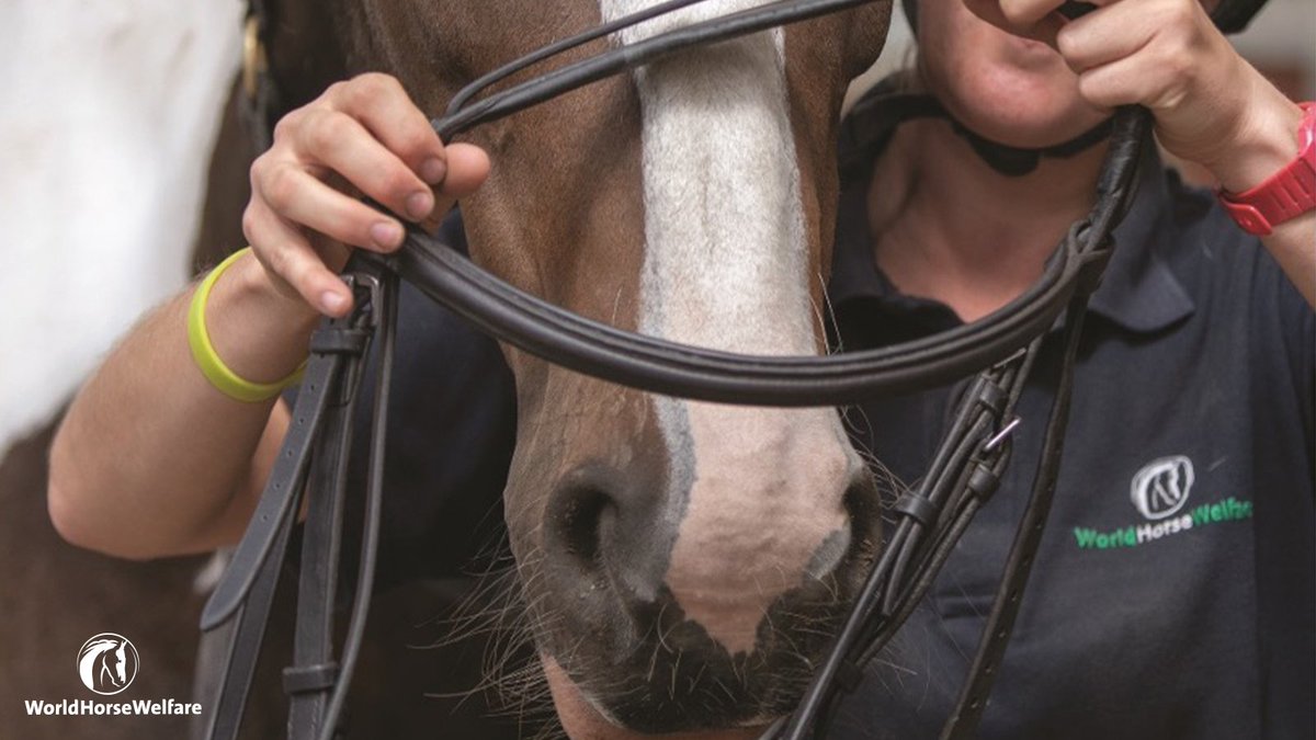 Did you know that the design and fit of a bridle almost certainly affects how comfortable a horse is? And that it can also affect how they perform? 

Alongside Dr Rachel Murray, we have developed guidelines on correct bridle fitting: bit.ly/37FrTdw