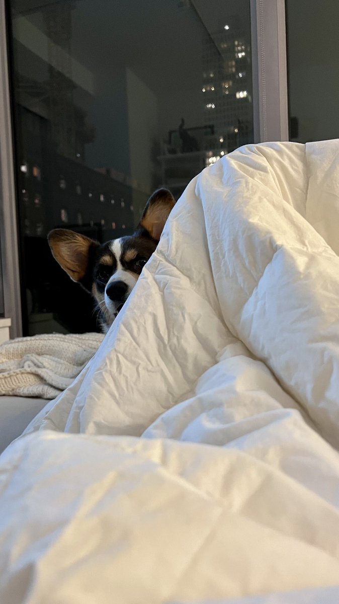 bodegacorgi's tweet photo. kiss your dog goodnight - they are waiting.  Right @PAVGOD ? https://t.co/HYRatO3btL