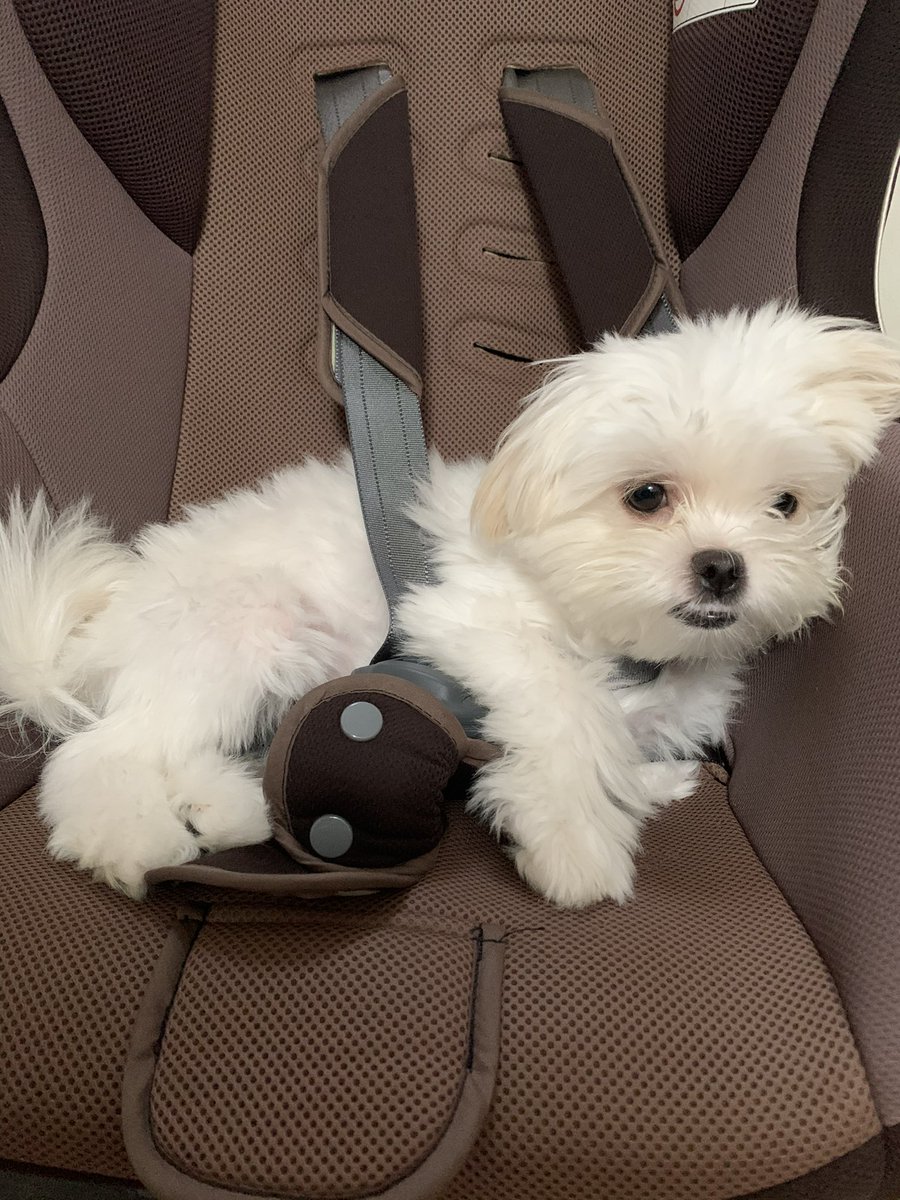 _chiaotzu's tweet photo. 愛犬の日らしいのでお気に入りの写真を📷自らシートベルトにはまるのがブームだったとき🐶
#愛犬の日 #マルチーズ #ポメラニアン #犬好きさんと繋がりたい #犬のいる幸せ #マルポメ #ポメマル #ミックス犬 #犬のいる暮らし #犬バカ部 #ちゃおず https://t.co/74rBLcY353