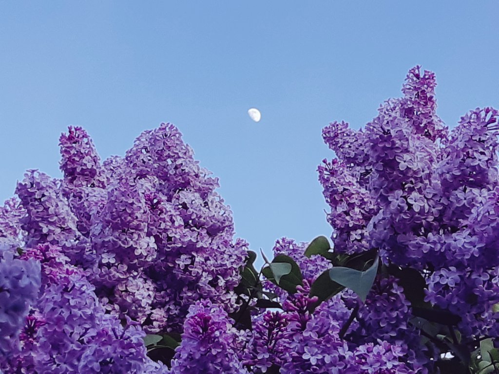 yunawinter's tweet photo. Waxing moon over blooming lilacs 2022 https://t.co/nTb7I5Pgbj