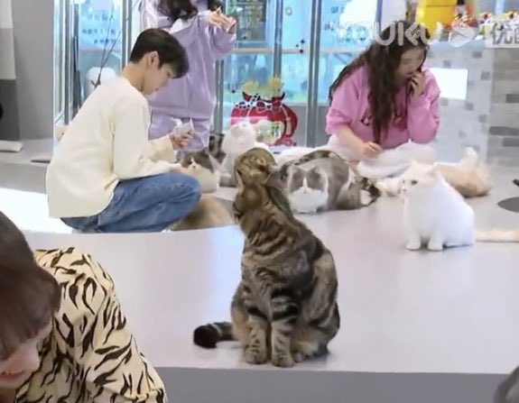 minedejunn's tweet image. เอ็นดูน้องคนนี้ เค้านั่งมองเตนล์ตลอด เดินเข้าไปเลยคับหนู