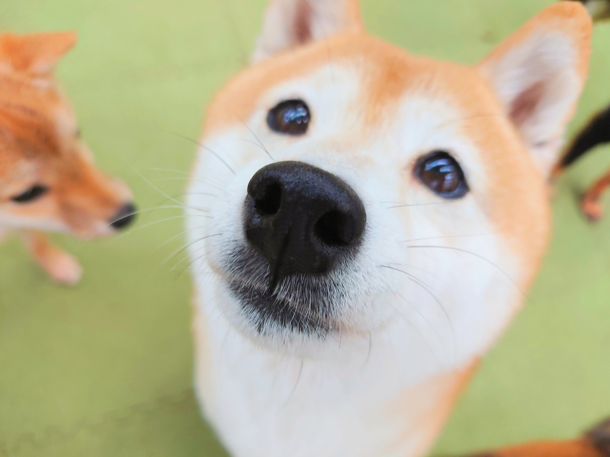 小豆柴の郷 秋葉原 今日は 愛犬の日 なんですね おうちに居るわんこも お仕事するわんこも みんな甘やかされたい日 大好きな気持ちを たくさん伝えましょうね 小豆柴の郷は 豆柴カフェ ではありません 豆柴より小さい世界最小の柴犬小豆柴とも
