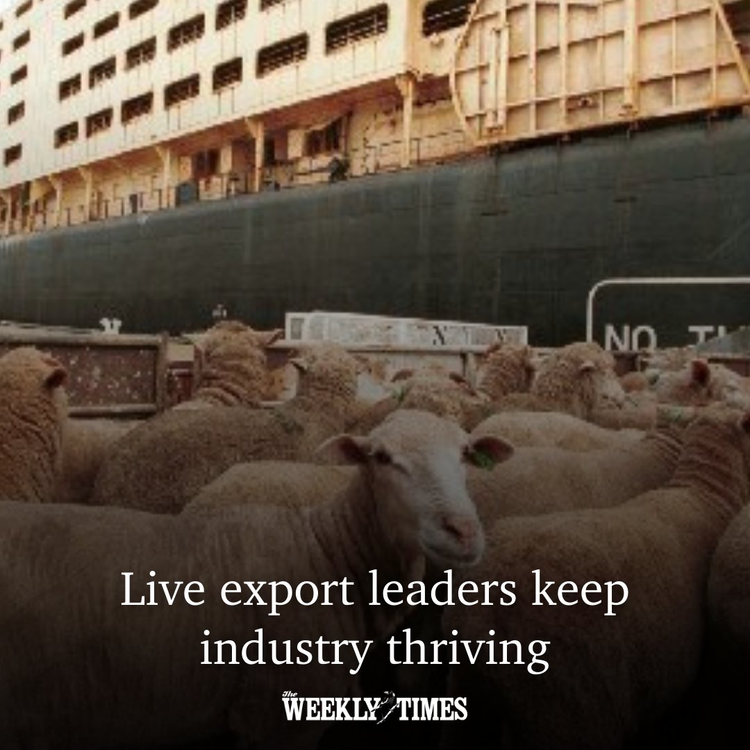 theweeklytimes's tweet photo. It’s a sector marred in controversy. But many people behind the live export industry work hard to make it better. See who they are 👉 https://t.co/O4WfPZn3Bo https://t.co/Lbmd2zIaNv