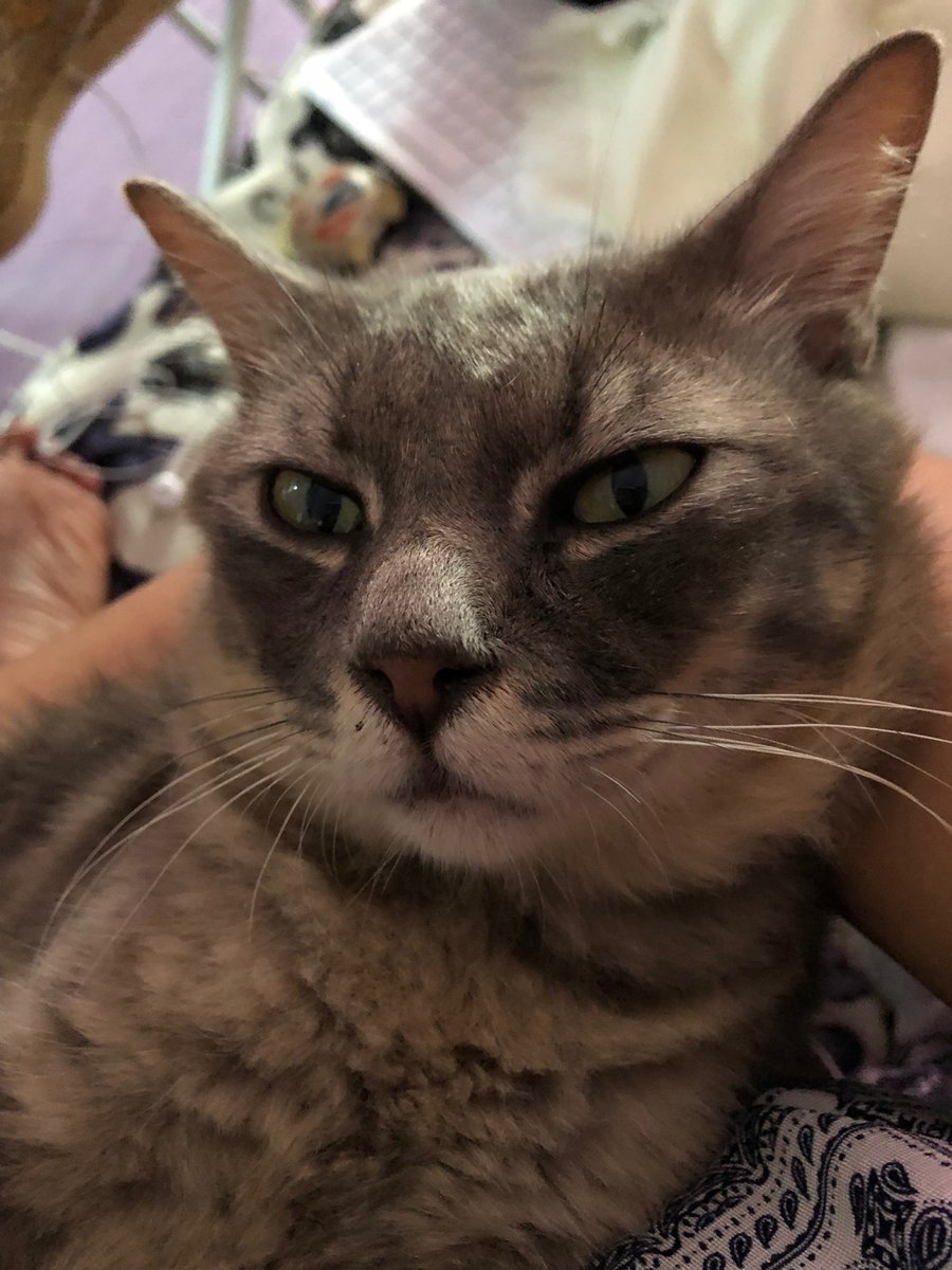 ailamandarin's tweet photo. @Neelofa Zhe ge wo de mao jiao Kabu (Ini kucing saya nama kabu)😆
Btw guys, you all mesto seronok beraya kan? Jom impress boss dan rakan ekerja bila masuk kerja nanti dengan hanya RM 8 sahaja kepada 10 yang terawal sahaja. Whatsapp untuk grab peluang ini https://t.co/pwTCdk7A6Y https://t.co/mnCIH5x24c