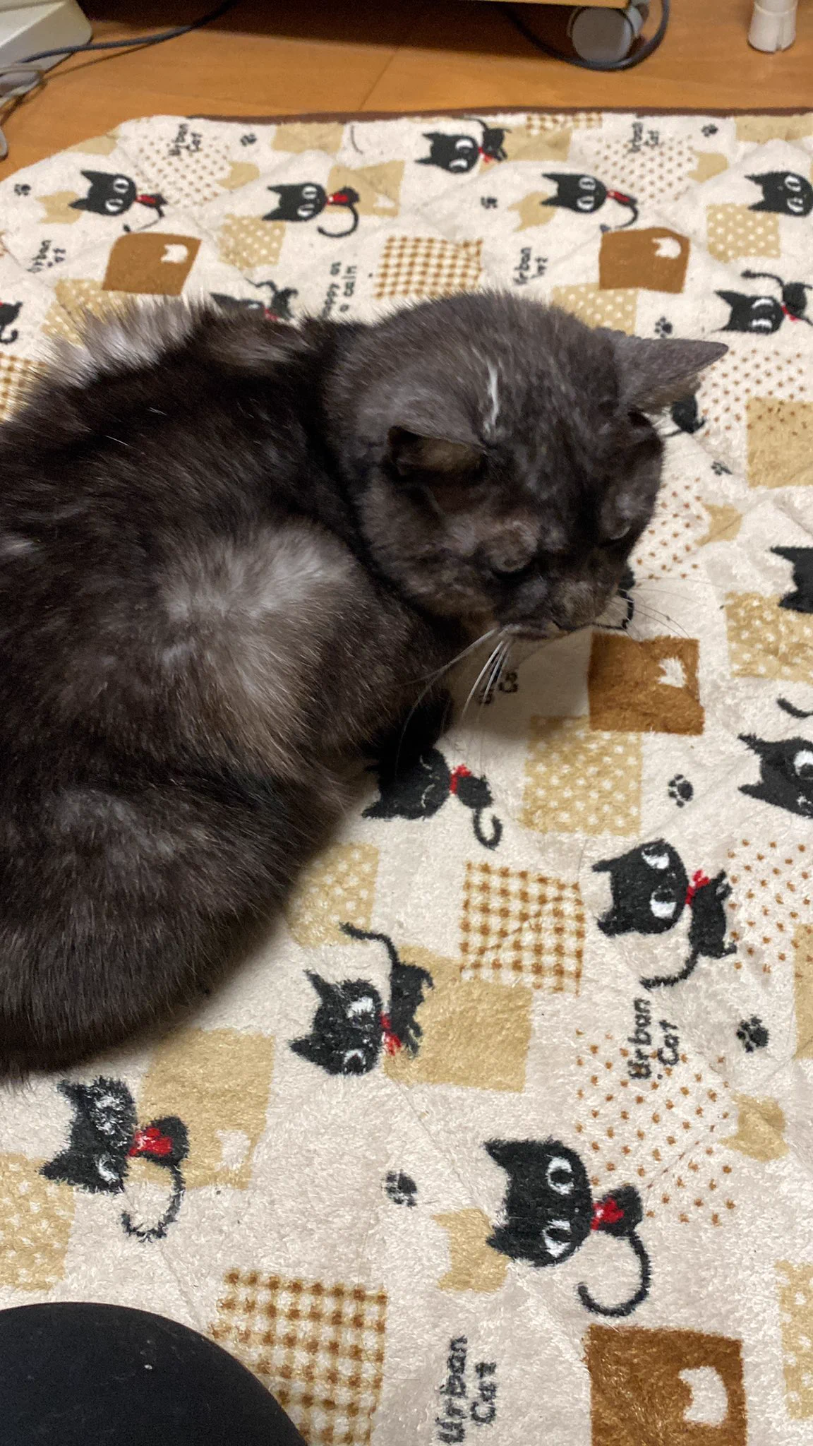 @kyuryuZ キュルガちゃん見てるとうちのまるに似ていてるといつも思ってます😸たるみ具合とか😽 