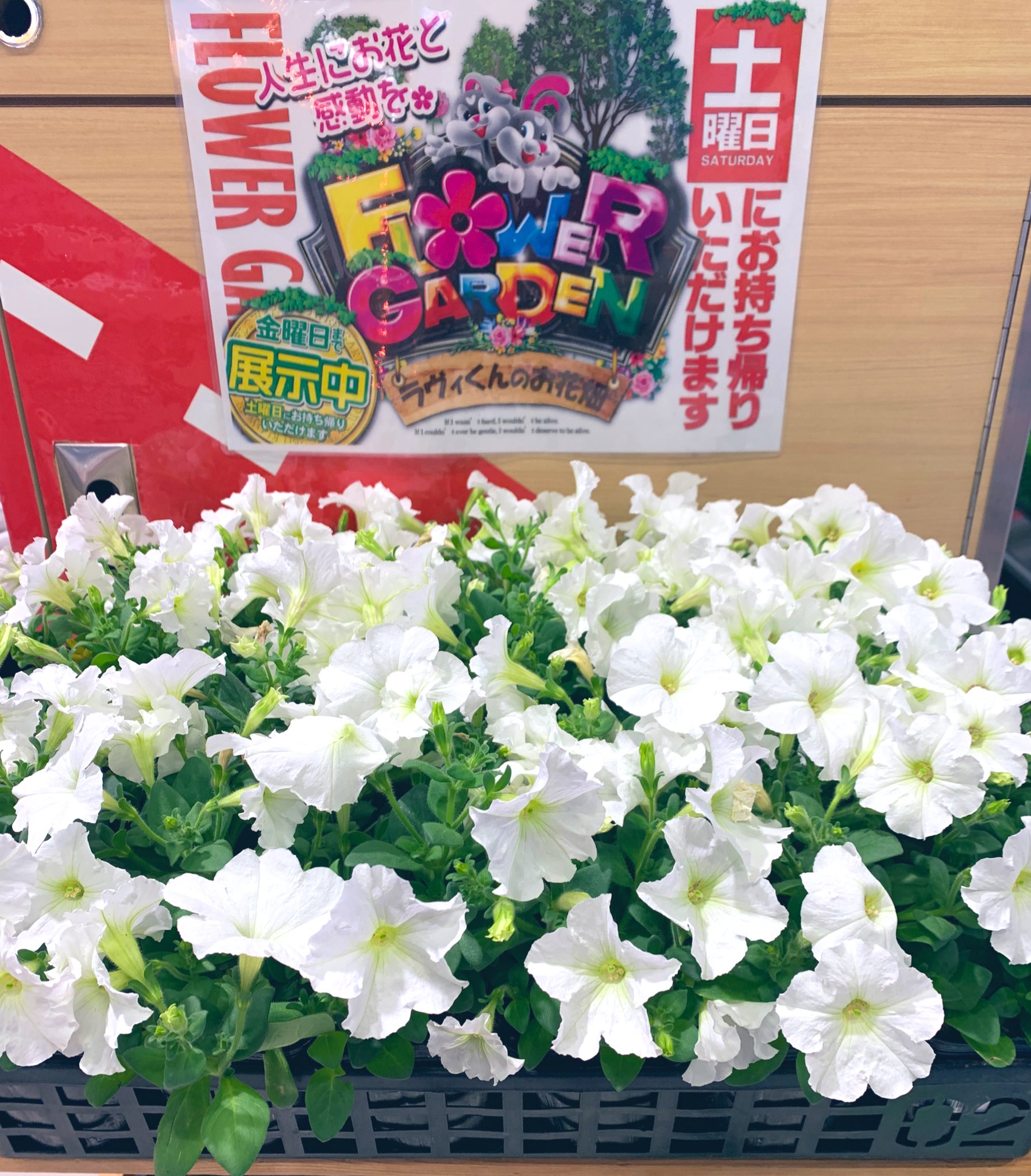 ブイゾーン津田沼店 10月5日 水 新装開店 こんにちは ブイゾーン津田沼店です 今日も元気に営業中っ 一階の南口エントランスから 入ってすぐの所にお花を展示 しております 今回のお花はペチュニア 花言葉は 赤 決して諦め