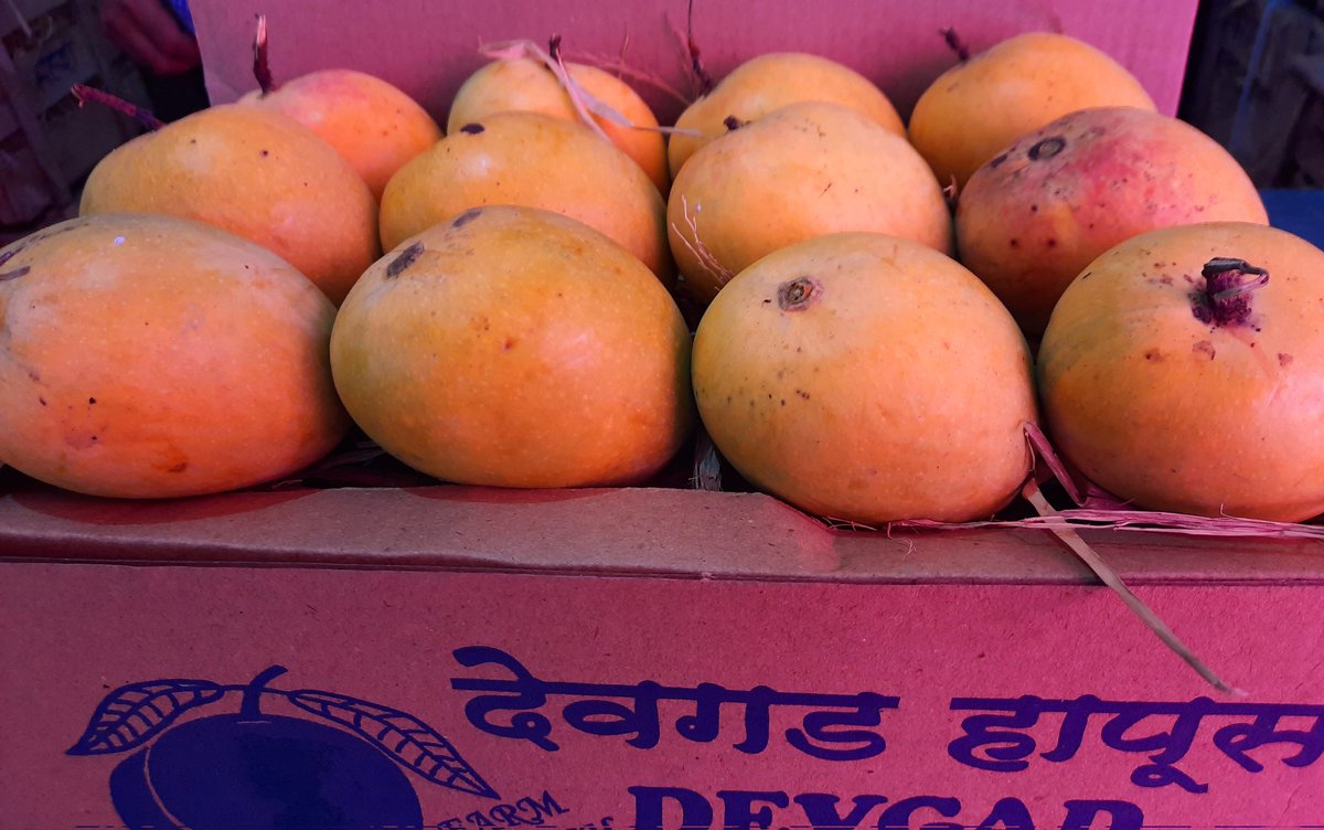 ArunTrivedi_'s tweet photo. इंदौर पहुंचे रसीले हापुस आम..1200 रुपए दर्जन है दाम @horticulturemp #HapusAam https://t.co/SivMWRYw9Z