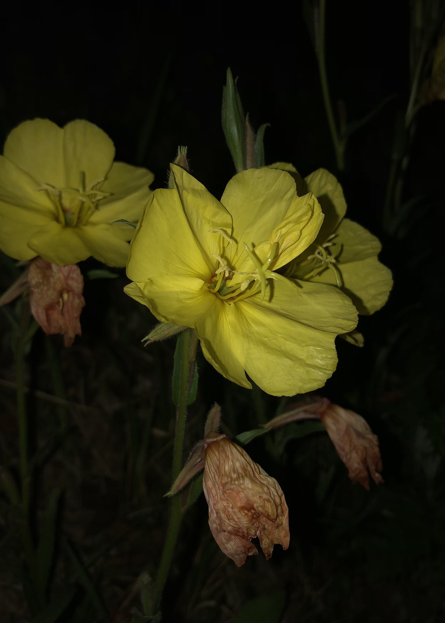 東京農業大学厚木植物研究会 マツヨイグサ Oenothera Stricta アカバナ科 マツヨイグサは夕方に咲き始め 朝にはしぼむことから 宵を待つ草として待宵草の名前がつきました 花弁は鮮やかな黄色ですが しぼむと赤みを帯びます 柱頭は始めまとまって伸び