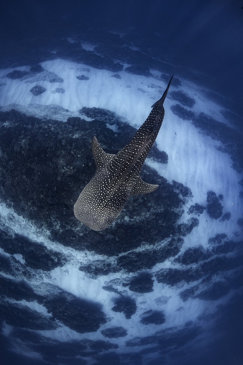 brookepykephoto's tweet photo. Getting a two for one deal here. Beautiful outer reef snorkelling with a bonus whale shark photobombing the corals. 

Taken on tour with @LiveNingaloo https://t.co/aCNfTYyTWd