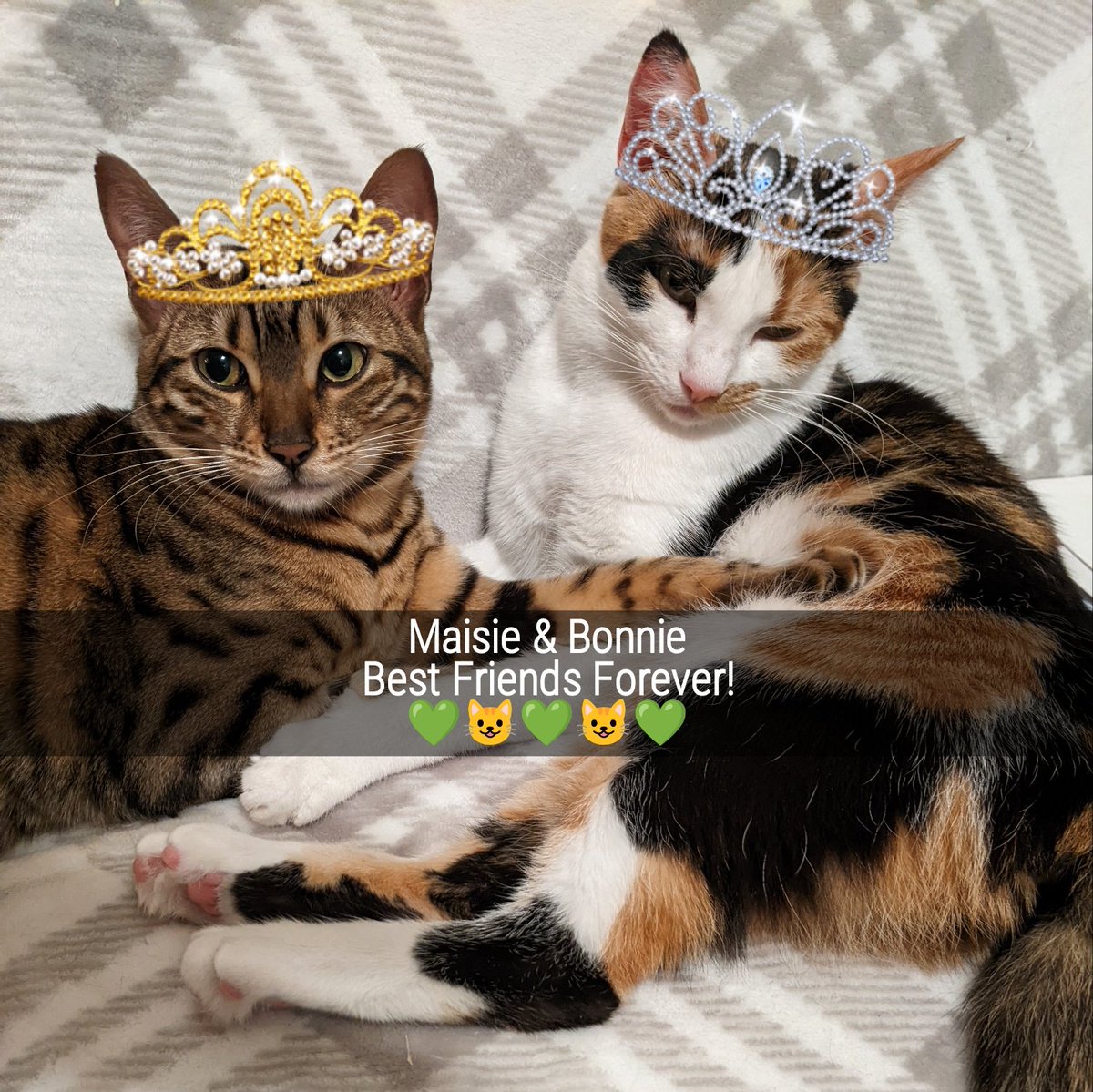 Maisie_Bonnie's tweet photo. We is all grown up! Thanks for all the Birthday wishes! #CatsOfTwitter #CalicoCrew #TeamBengal https://t.co/HZ3U6LWnRY