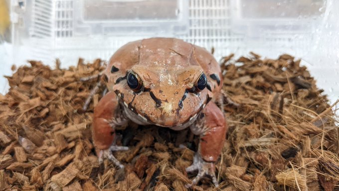 ナンベイウシガエル でかい Www Mikel Bz