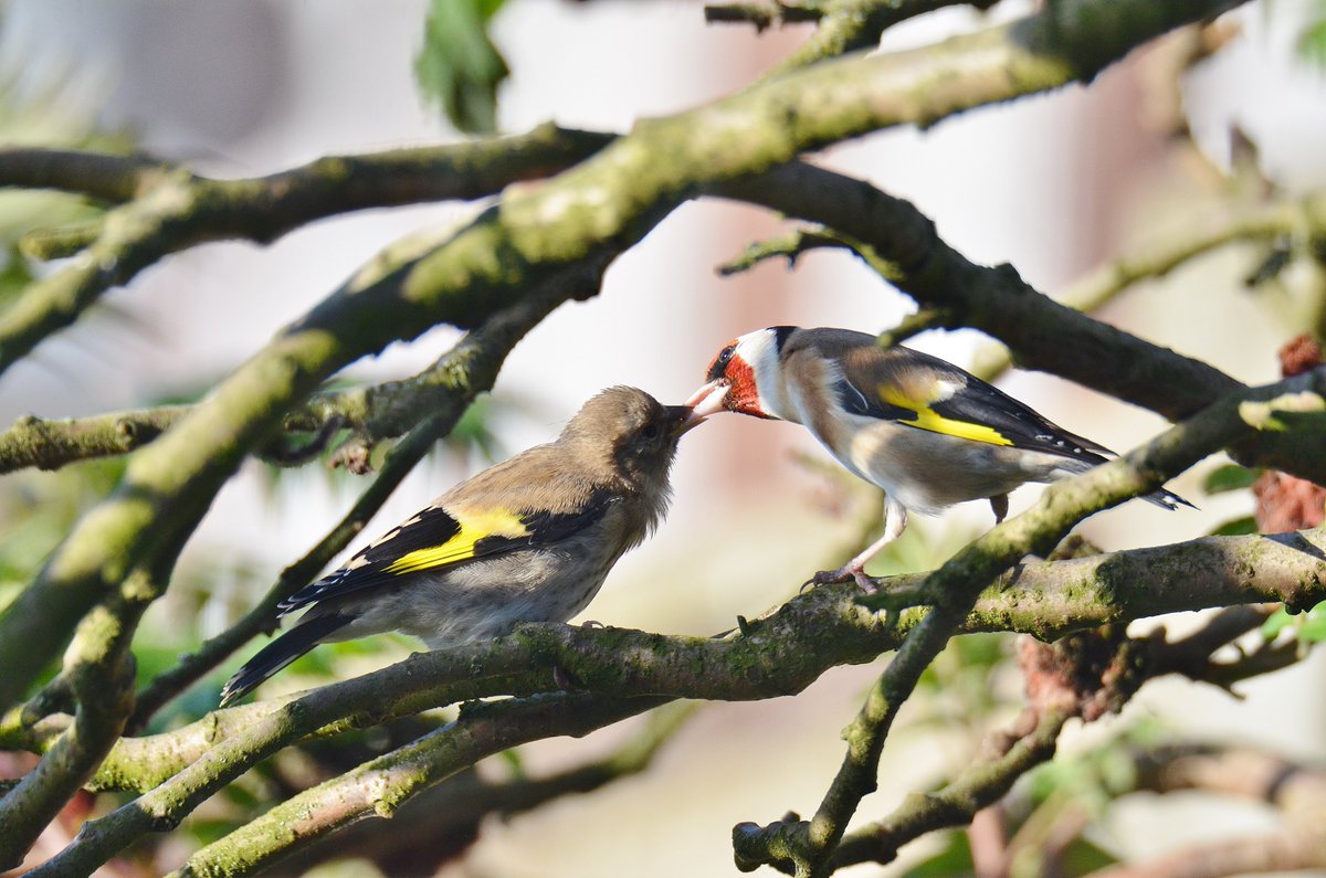 #Fledged #Goldfinches in the #garden as well yesterday morning @Natures_Voice @RSPBEngland @_BTO @BTO_GBW @NorfolkWT