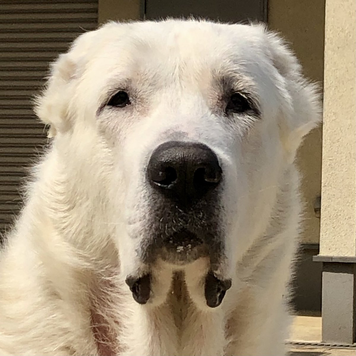 ペキニーズ星人 S Tweet 今や2頭 大事にしないとね 愛犬の日 秘密結社老犬倶楽部 セントラルアジアシェパード アラバイ Trendsmap