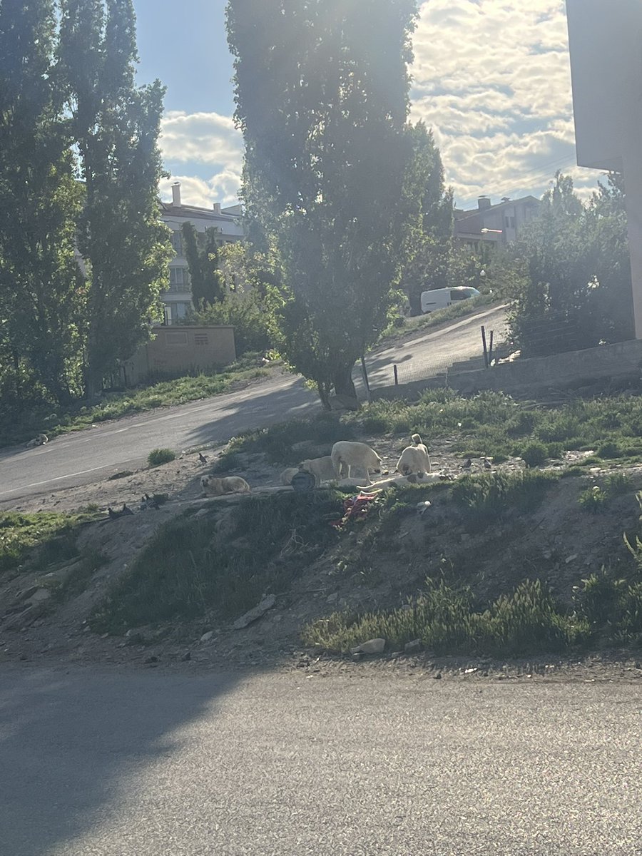 Ozgen_Isik's tweet photo. Baskanim @mansuryavas06 kirkkonaklar nefis cankaya evlerinde kopekler herkese havlayip siteye gelen gidene tehdir olusturmaya basladilar. En az 30 kopek var ve surekli yavrulari oluyor. Kopeklerin tasinmasi ya da o bolgenin kapali alana cevrilmesi insan guvenligini saglamaz mi? https://t.co/AlWWWQahWD