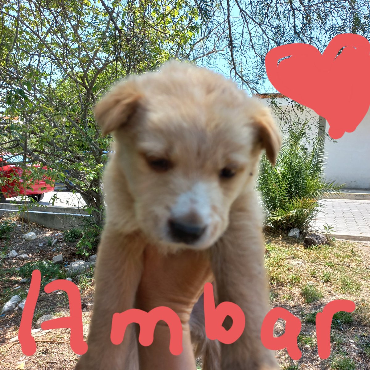 Claudia Torres Ramírez (@clauvw26torres) on Twitter photo Estos tres bellos cachorros buscan una familia que les dé un hogar amoroso y responsable. Ayúdenme RT ,por favor.
<a href="/SandraOrtizVe/">Sandra Ortiz</a>
<a href="/DiloConPerritos/">Dilo con perritos</a>
<a href="/MASCOTASDECALLE/">MascotasDeCalle</a>
<a href="/perritocallejer/">Perrito Callejero</a> Estos tres bellos cachorros buscan una familia que les dé un hogar amoroso y responsable. Ayúdenme RT ,por favor.
<a href="/SandraOrtizVe/">Sandra Ortiz</a>
<a href="/DiloConPerritos/">Dilo con perritos</a>
<a href="/MASCOTASDECALLE/">MascotasDeCalle</a>
<a href="/perritocallejer/">Perrito Callejero</a>