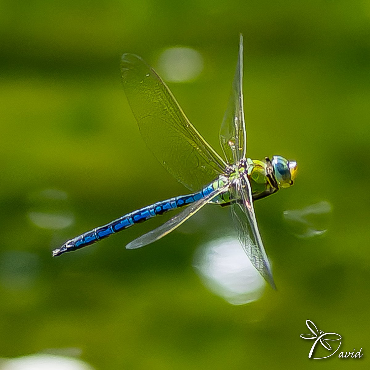 Garumnia's tweet photo. Els emperadors també volen #dragonfly #blueemperor #odonata #biodiversitat #anaximperator #libelula #biodiversity https://t.co/Ff7lx2W0Dx