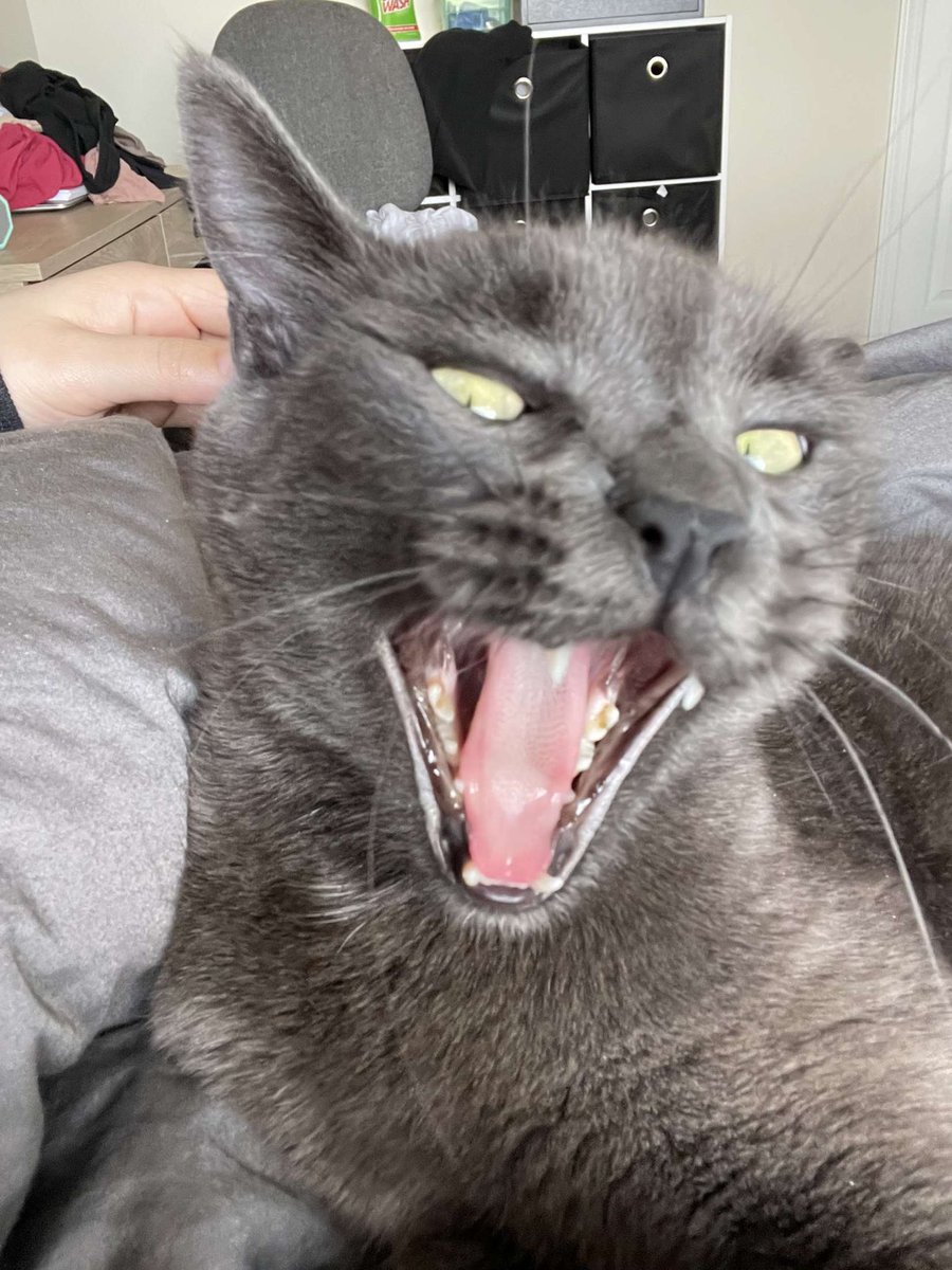 TuleyMaddI's tweet photo. @poorlycatdraw Goose https://t.co/gmHuD28qRj
