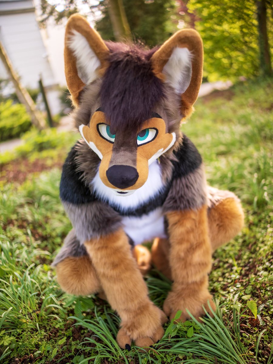 Have I been a Goodboy this #FursuitsFriday ?? *wagwag* 🐺🥺

📍
#FurryweekendHolland!
📸:
<a href="/CaptainChaotika/">🌻 混沌的隊長 ➡️ AFC</a> 
✂️
<a href="/CritterWorkshop/">Critter Workshop</a>