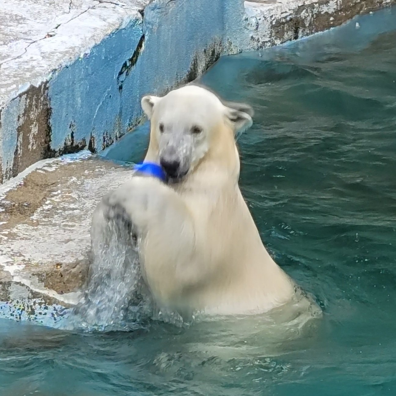 ノーザンライツ 氷 白熊 Www Vetrepro Fr