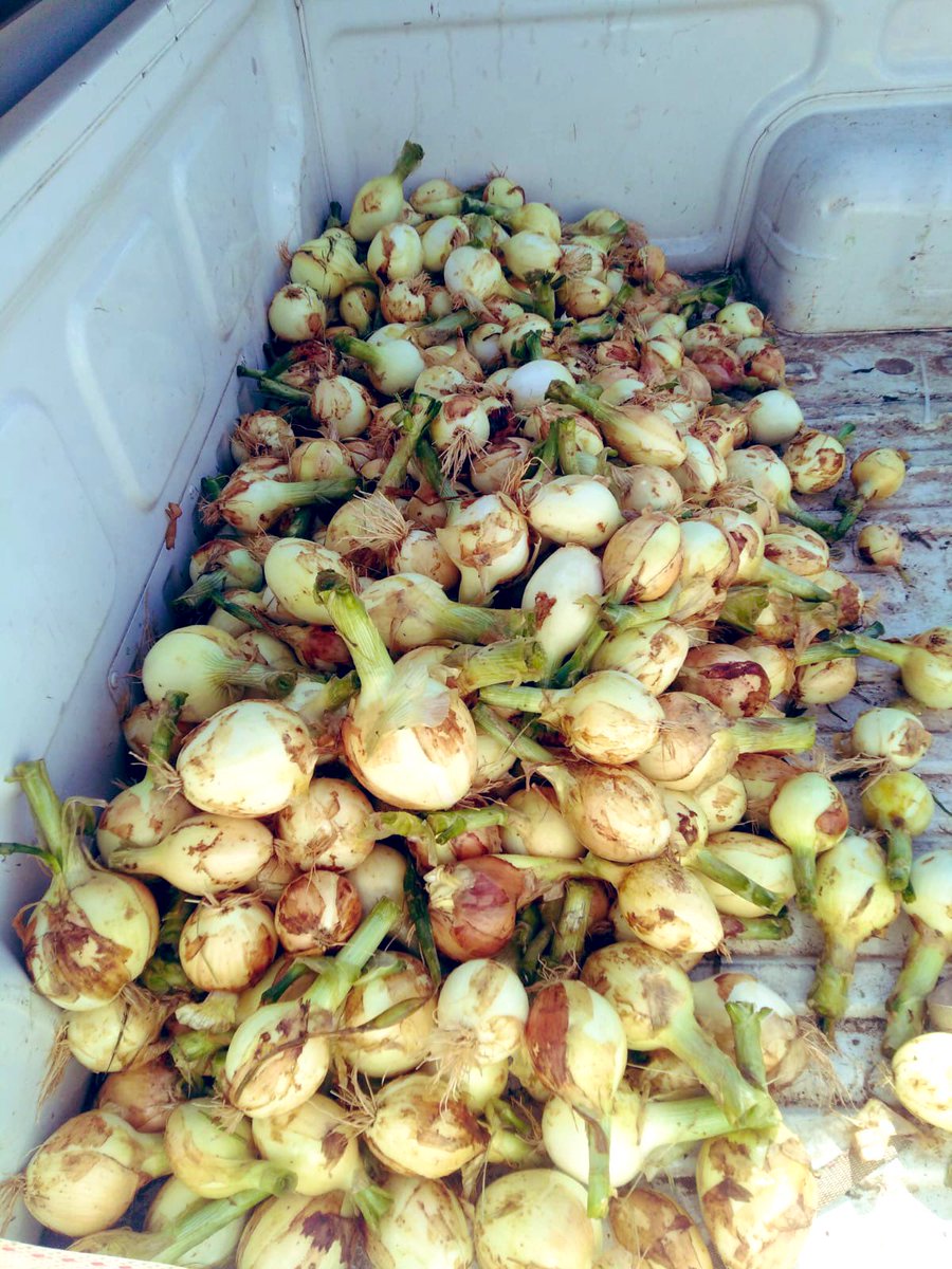 SphiweMashiyane's tweet photo. How it started:
How it’s going 🧅🧅🧅
We are Sphiwe farm farm and farming is our way of life 
#agribusiness 
#Farming
#Sphiwefarm https://t.co/19IFKrkQzu