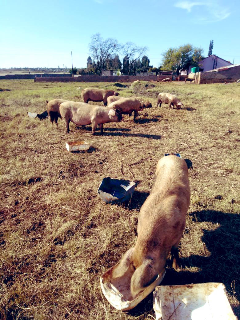 SphiweMashiyane's tweet photo. Still prioritising pig farming at Sphiwe farm. #Pigfarming 
#Sphiwefarm
#agriculture https://t.co/xT2IfHmUp7